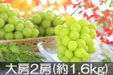 JA�݂ȂݐM�B �V���C���}�X�J�b�g  ��[ 2�[(��1.6kg) 9��7���ȍ~����