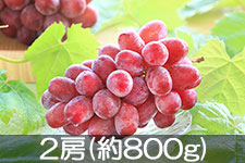 JA�݂ȂݐM�B �N�C�[�����[�W�� 2�[(��800g) 9��10���ȍ~����