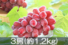 JA�݂ȂݐM�B �N�C�[�����[�W�� 3�[(��1.2kg) 9��10���ȍ~����