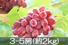 JA�݂ȂݐM�B �N�C�[�����[�W�� 3-5�[(��2kg) 9��10���ȍ~����