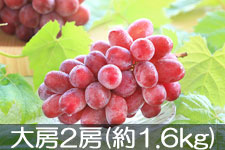 JA�݂ȂݐM�B �N�C�[�����[�W�� ��[ 2�[(��1.6kg) 9��10���ȍ~����