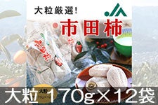 JAみなみ信州 市田柿 大粒 170g×12袋