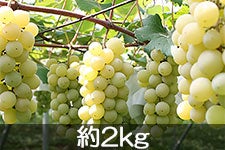 JA{nCh iCAK 2kg 915ȍ~