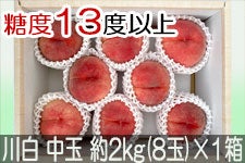 JAO[ 쒆 PX ʖ2kg(8)×1yz815-30