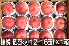 JAO[ ɔӐ퓍 PX 5kg(12-16)×1 91-20