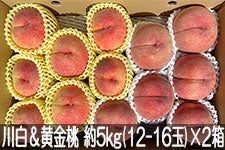 JAグリーン長野 川中島白桃＆黄金桃食べ比べセット 輝々桃 約5kg(13-16玉)×2箱 8月17日-8月29日頃発送