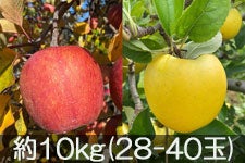 JAO[ TӂVimS[hlZbg 10kg(28-40)yz 1117-1212