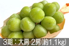 JAグリーン長野 シャインマスカット 大房 2房(約1.1kg)【贈答箱 JAグリーン長野 シャインマスカット 大房 2房(約1.1kg)【贈答箱