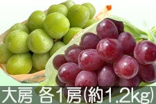 JAO[ NC[[WEVC}XJbgZbg [ e1[(1.2kg)yz101-17