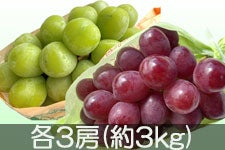 JAO[ NC[[WEVC}XJbgZbg e3[(3kg)yz101-17