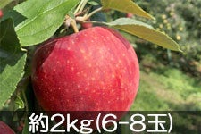 JAO[ Vimbv 2kg(6-8)yz818-26