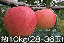 JAO[ Vimh`F 10kg(28-36) 916-30