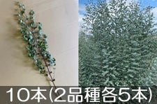 JAO[ [J t}() ~bNX 10{(2ie5{) 1120ȍ~