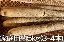 JAグリーン長野 松代産長いも 家庭用 約5kg(3-4本)【秋掘り】