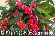 JAO[ [tHrAEtQX ؂10{(60cmO) 1120ȍ~
