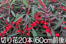 JAO[ [tHrAEtQX ؂20{(60cmO) 121-19