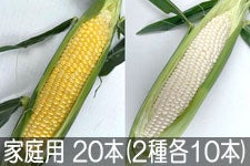 JAO[ XC[gR[ ƒp 20{(2e10{) 71ȍ~