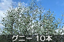 y1216ȍ~̔zJAO[ [J t}() Oj[ 10{ 113ȍ~