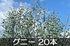 y1216ȍ~̔zJAO[ [J t}() Oj[ 20{ 113ȍ~