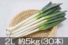 JA松本ハイランド 白ねぎ 2L 約5kg(30本)【業務用にも】
