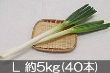 JA松本ハイランド 白ねぎ L 約5kg(40本)【業務用にも】
