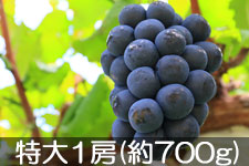 �^�}�t�@�[�� �i�K�m�p�[�v�� ����1�[(��700g) 9��5��-10��5��������