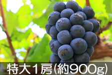 �^�}�t�@�[�� �i�K�m�p�[�v�� ����1�[(��900g) 9��5��-10��5��������