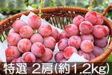 ^}t@[ NC[j[i I 2[(1.2kg) 910ȍ~