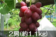 ^}t@[ NC[[W I 2[(1.2kg) 910ȍ~