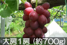 �^�}�t�@�[�� �N�C�[�����[�W�� ��[1�[(��700g)