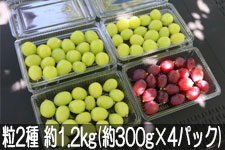�^�}�t�@�[�� �V���C���}�X�J�b�g���N�C�[�����[�W�� ��2�� ��1.2kg(��300g×4�p�b�N) 9��10���ȍ~����