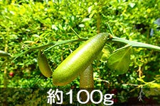 マルヒ農場 信州善光寺平フィンガーライム 約100g