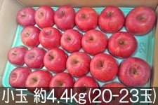˔_ Tӂ  4.4kg(20-23) 124ȍ~