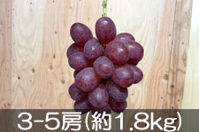 �̂�܂�_�� �N�C�[�����[�W�� 3-5�[(��1.8kg)