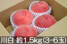 ̂܂_ 쒆 1.5kg(3-6) 825-910
