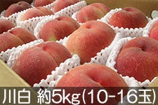 ̂܂_ 쒆 5kg(10-16) 825-910