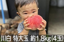 ̂܂_ 쒆  1.8kg(4) 825-910