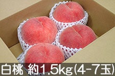 ̂܂_  1.5kg(3-6) 913ȍ~