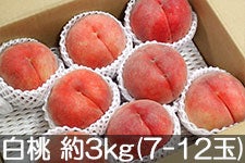 ̂܂_  3kg(5-10) 913ȍ~