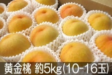 ̂܂_  5kg(10-16) 922ȍ~