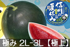 �쌴�t�@�[�� �g�c�Y�X�C�J �M�B�̋ɂ� 2L-3L(��7-9kg)�y�ɏ�z7��20���ȍ~����