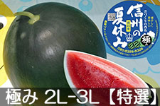 �쌴�t�@�[�� �g�c�Y�X�C�J �M�B�̋ɂ� 2L-3L(��7-9kg)�y���I�z7��20���ȍ~����