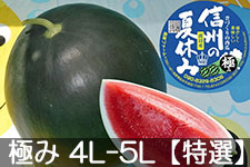 �쌴�t�@�[�� �g�c�Y�X�C�J �M�B�̋ɂ� 4L-5L(��9kg�ȏ�)�y���I�z7��20���ȍ~����