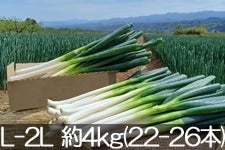 MB₳̋C ̋ɊÔlM L-2L 4kg(22-26{) 1020ȍ~