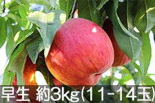aʎ bT[ 3kg(11-14) 728ȍ~
