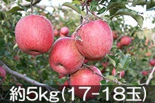 ヤマホ農園 サンふじ 約5kg(17-18玉)