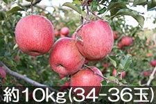 }z_ Tӂ 10kg(34-36) 1125ȍ~