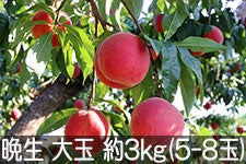 MB݂̂_ ӐbT[  3kg(5-8) 85-822