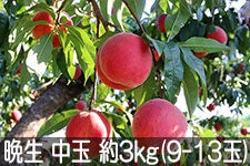 MB݂̂_ ӐbT[  3kg(9-13) 85-822