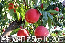MB݂̂_ ӐbT[ ƒp 5kg(10-20) 85-822